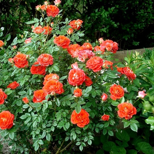 Оранжев - мини родословни рози